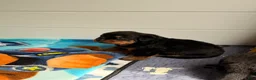 Rottweiler dogs for sale: Rottweiler Puppy 6 - Ad 1