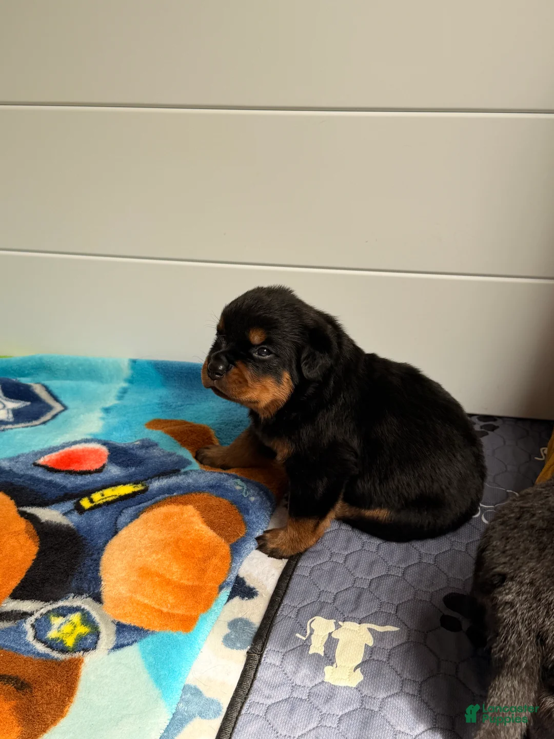 Rottweiler dogs for sale: Rottweiler Puppy 6 - Ad 1