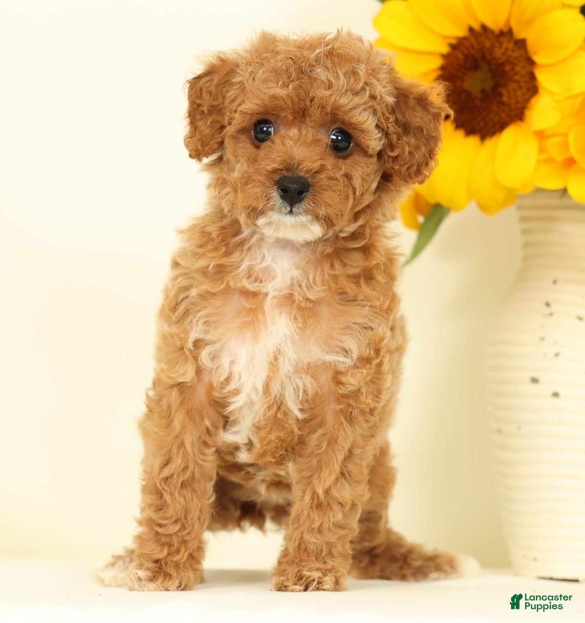Cavapoo dogs Molly - Ad 2
