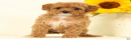 Cavapoo dogs for sale: Molly - Ad 2