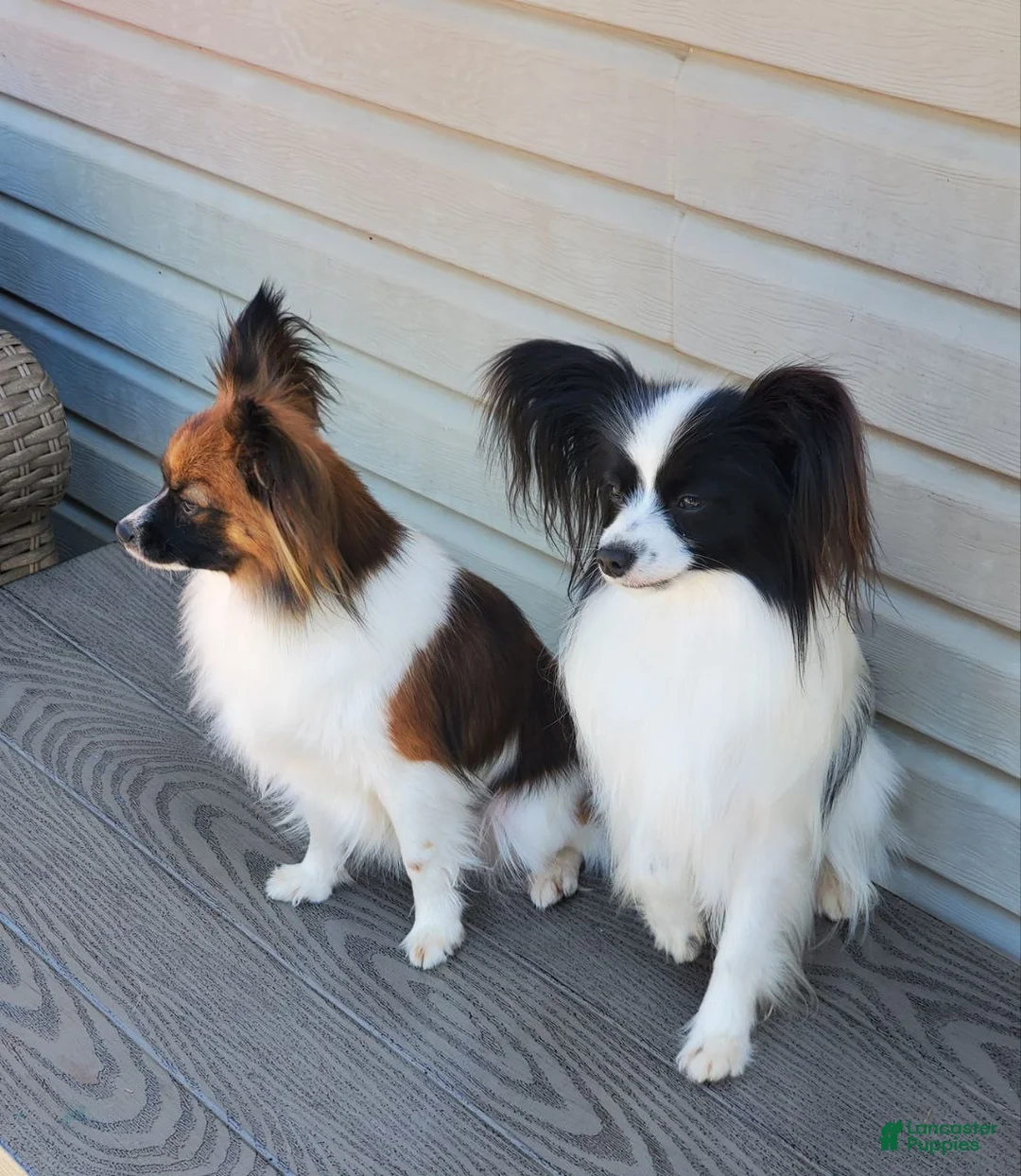 Jack Russell Terrier dogs for sale: Jack Russell Terrier Puppy 2 - Ad 3