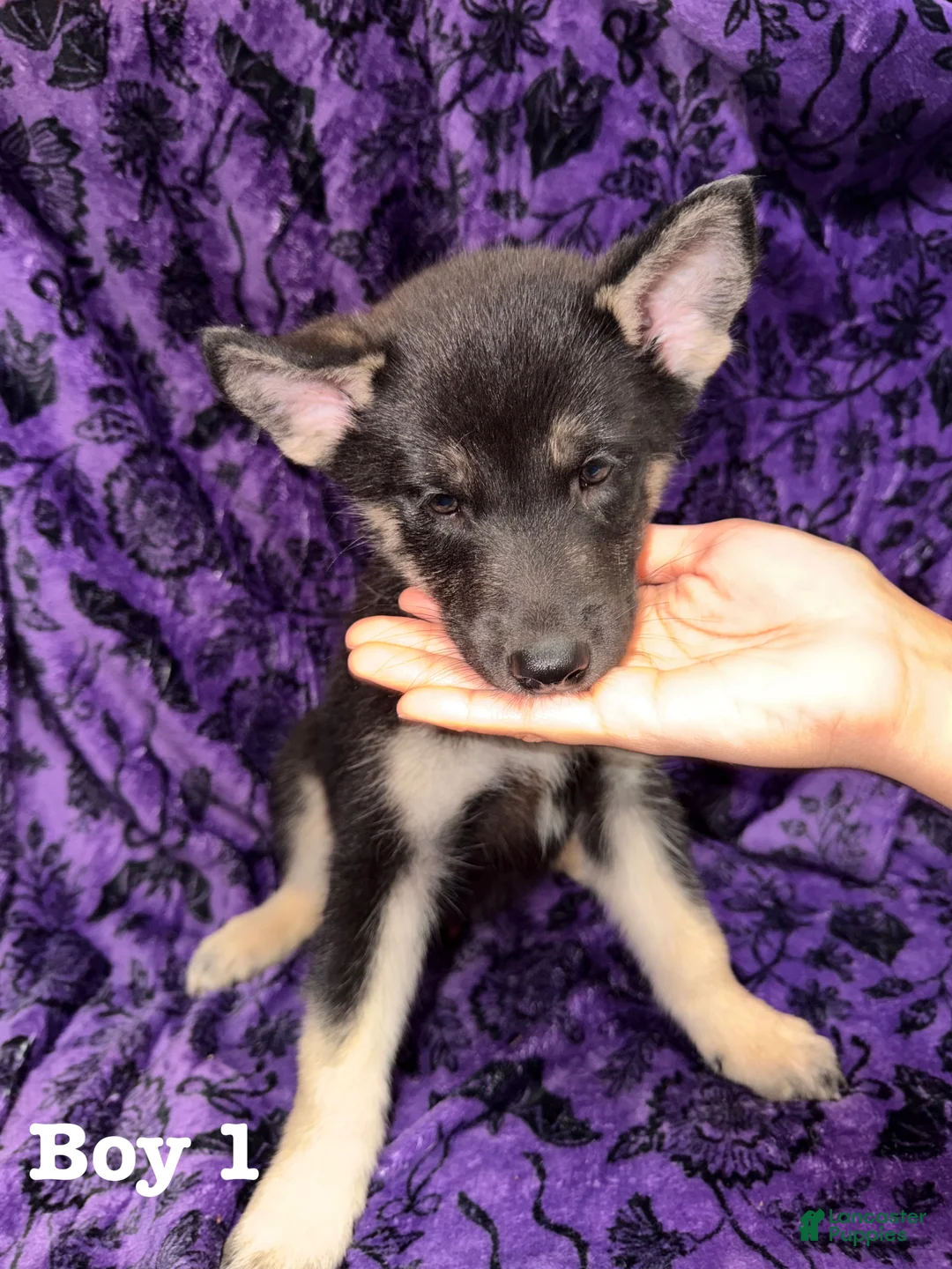 Mixed Breed dogs for sale: Boy 1 - Ad 2