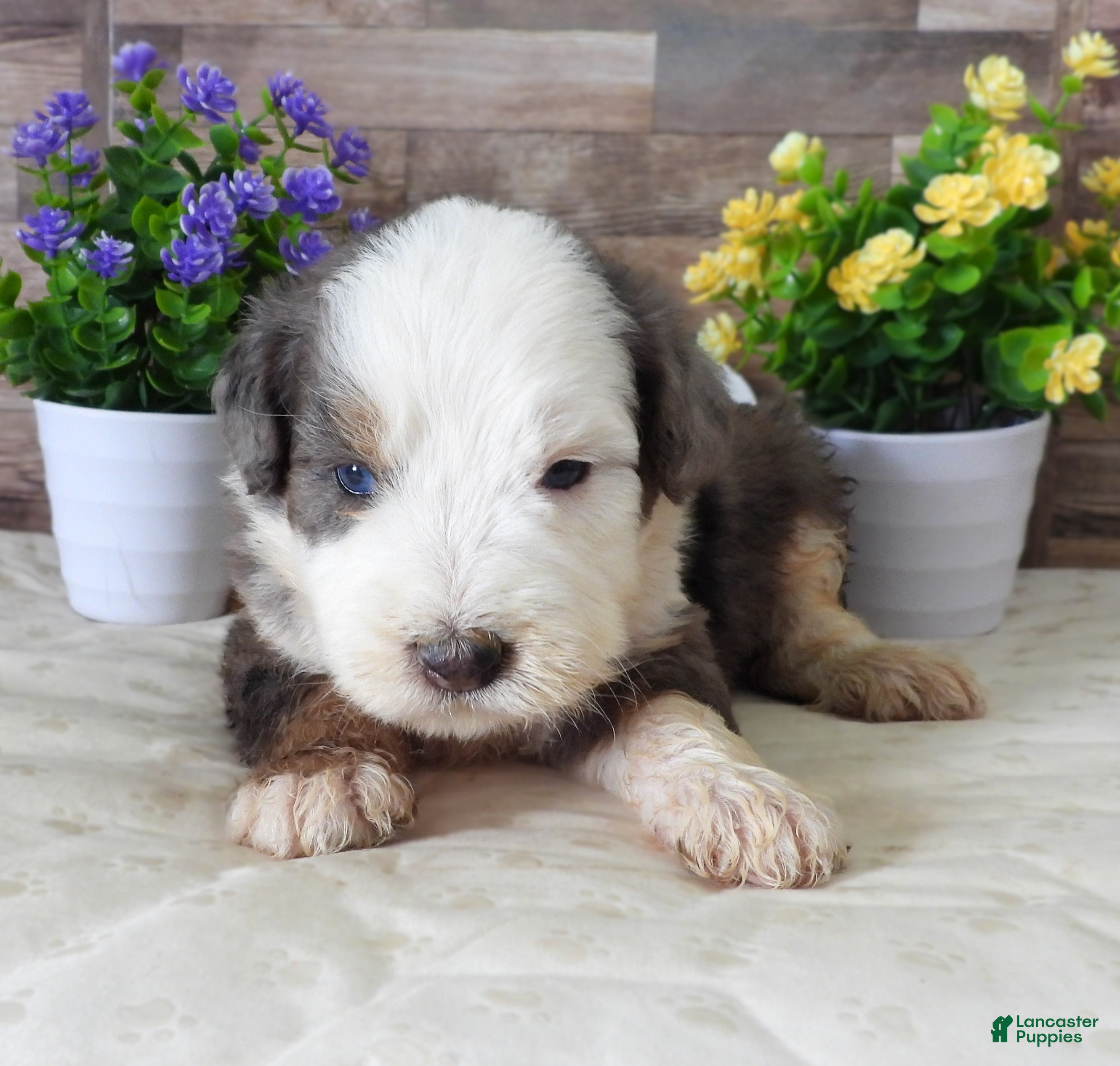 Mini Bernedoodle dogs #3 Female (Splash's) - Ad 36