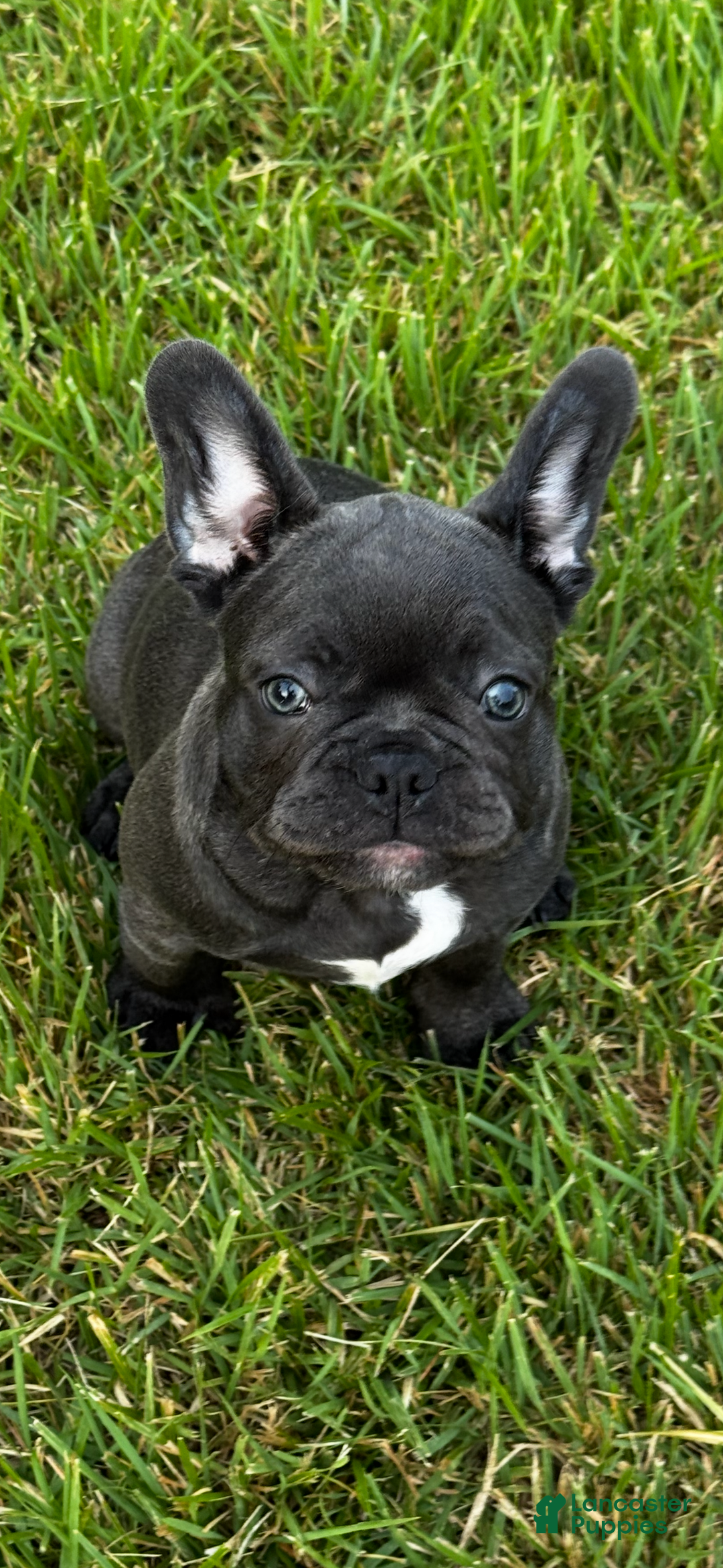 French Bulldog dogs for sale: Stitch - Ad 1