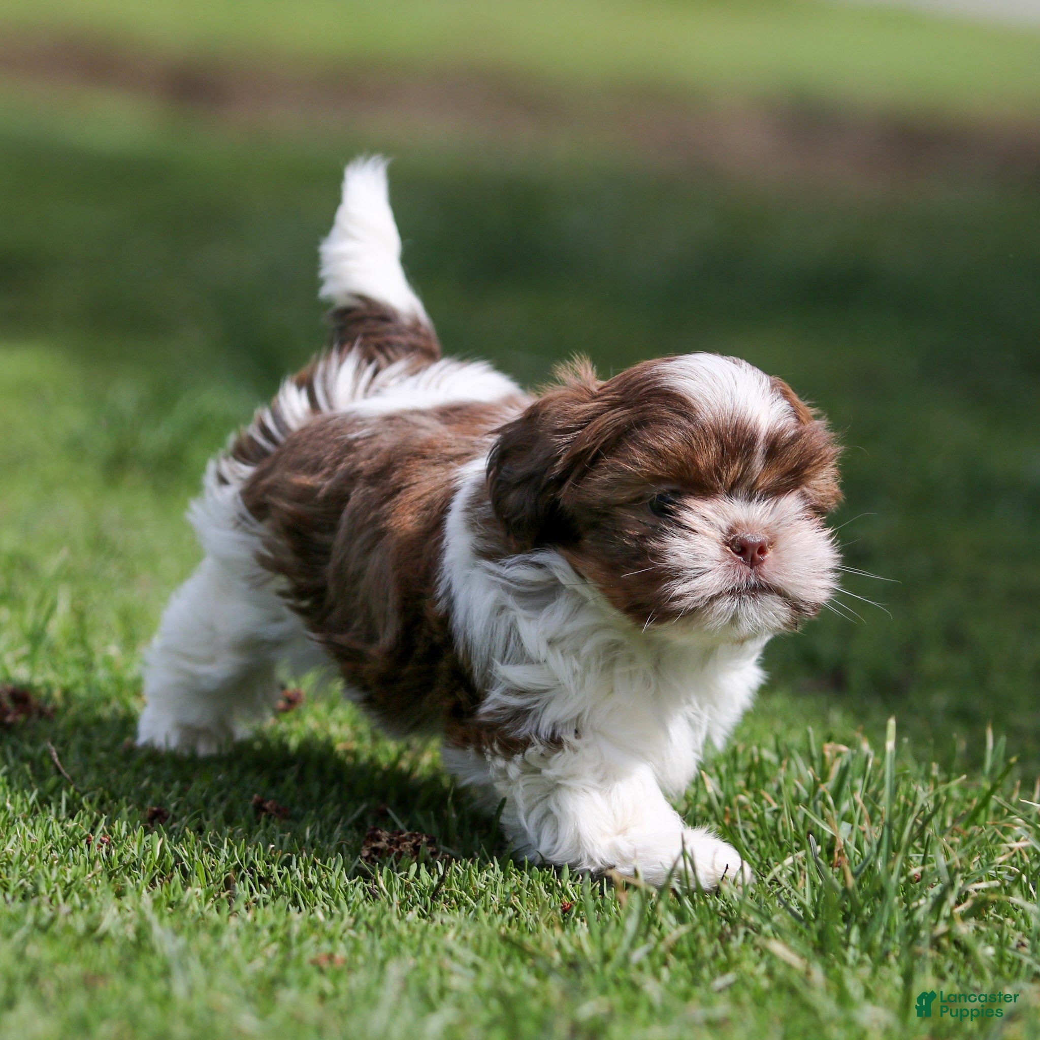 Shih Tzu dogs Buddy Shih Tzu Puppy  - Ad 2