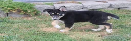 Mixed Breed dogs for sale: Dahlia  - Ad 5