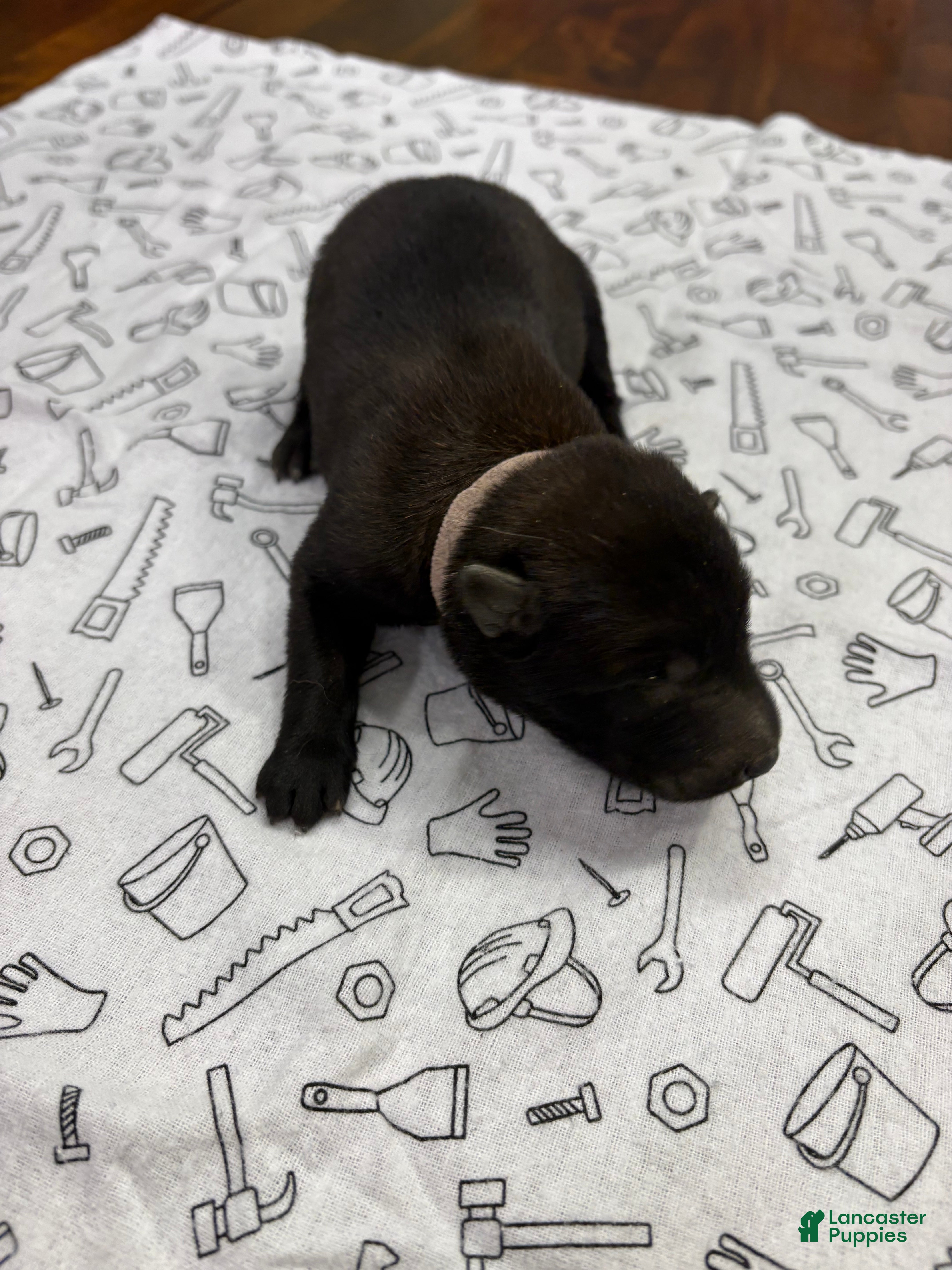 Belgian Malinois dogs for sale: Willow (pink) - Ad 27