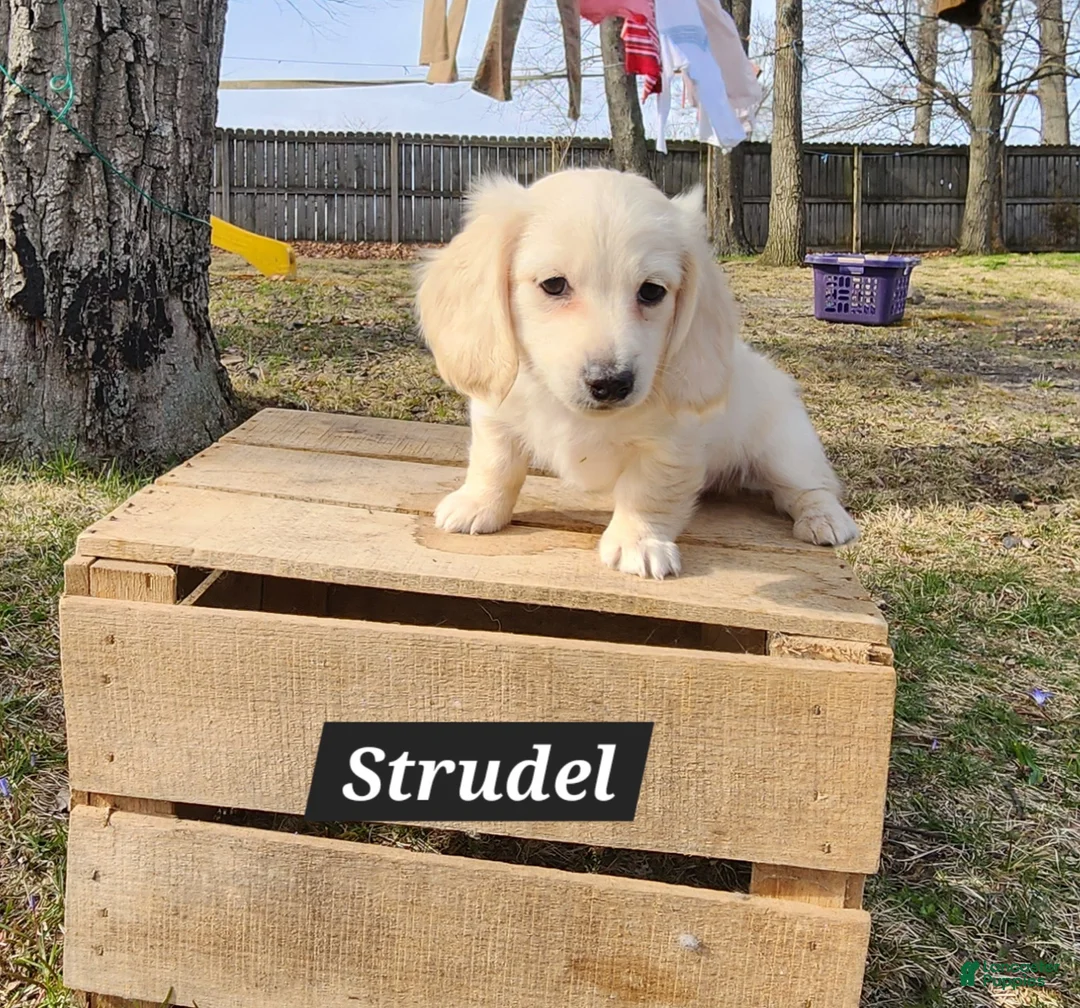 Miniature Dachshund dogs for sale: Strudel - Ad 2