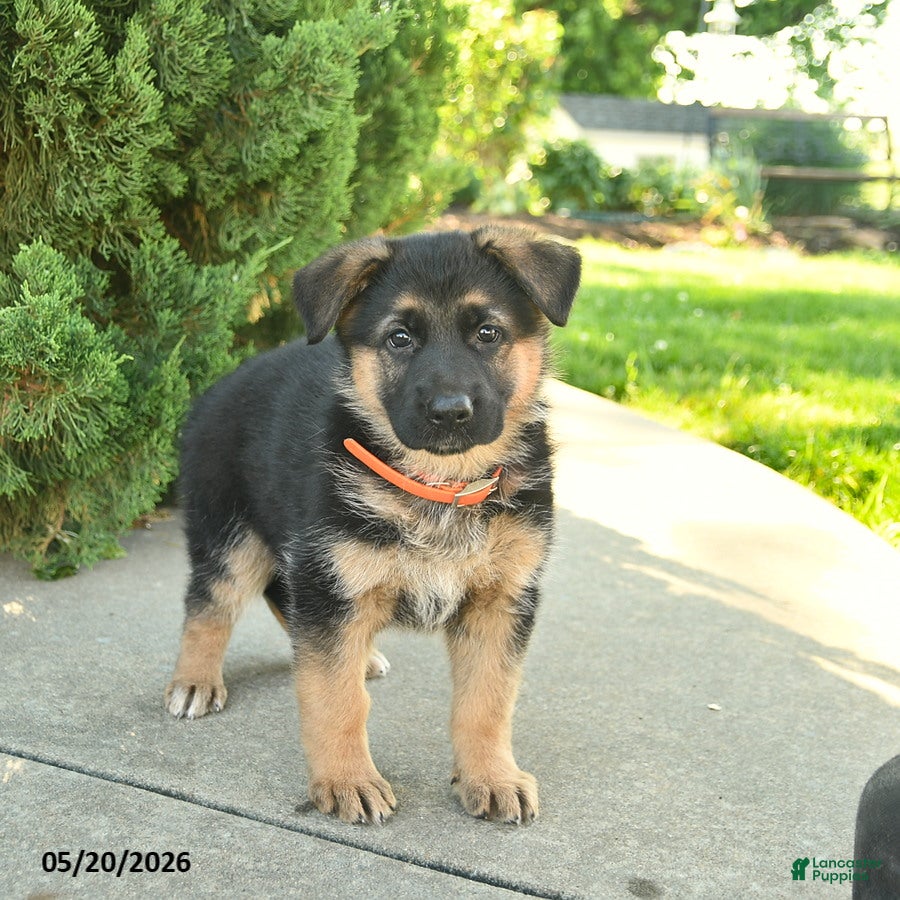 Mixed Breed dogs for sale: Rose  - Ad 4