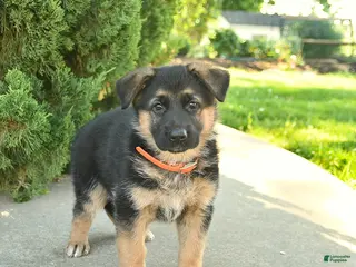 Mixed Breed dogs for sale: Rose - Ad 4