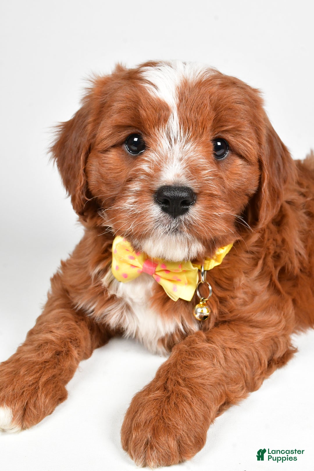 Cavapoo dogs for sale: Leo - Ad 6