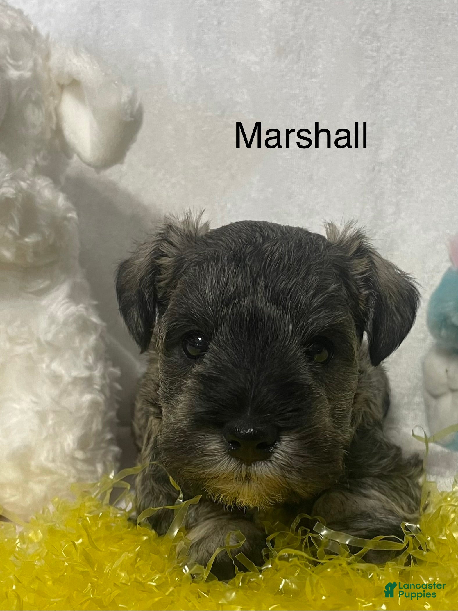 Miniature Schnauzer dogs Miniature Schnauzer Puppy 4 Marshall - Ad 1