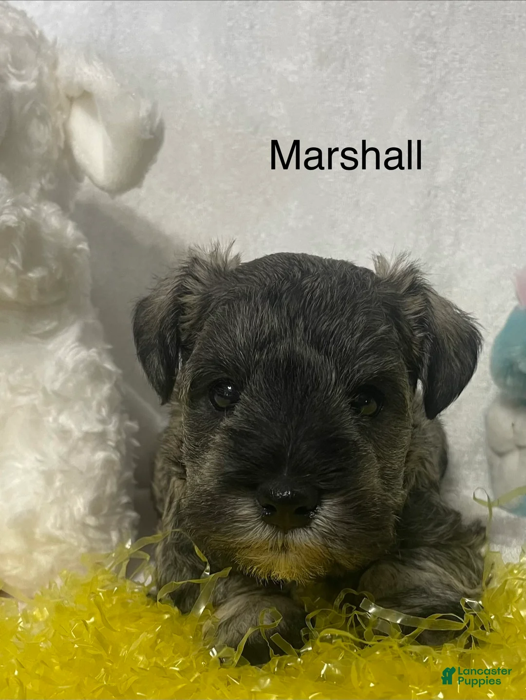 Miniature Schnauzer dogs for sale: Miniature Schnauzer Puppy 4 Marshall - Ad 1