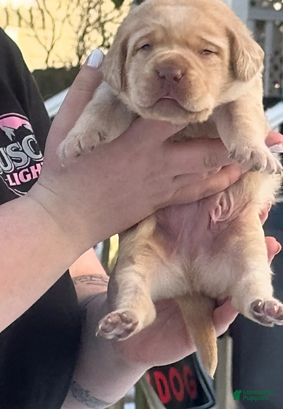 Labrador Retriever dogs for sale: Labrador Retriever Puppy 2 - Ad 22