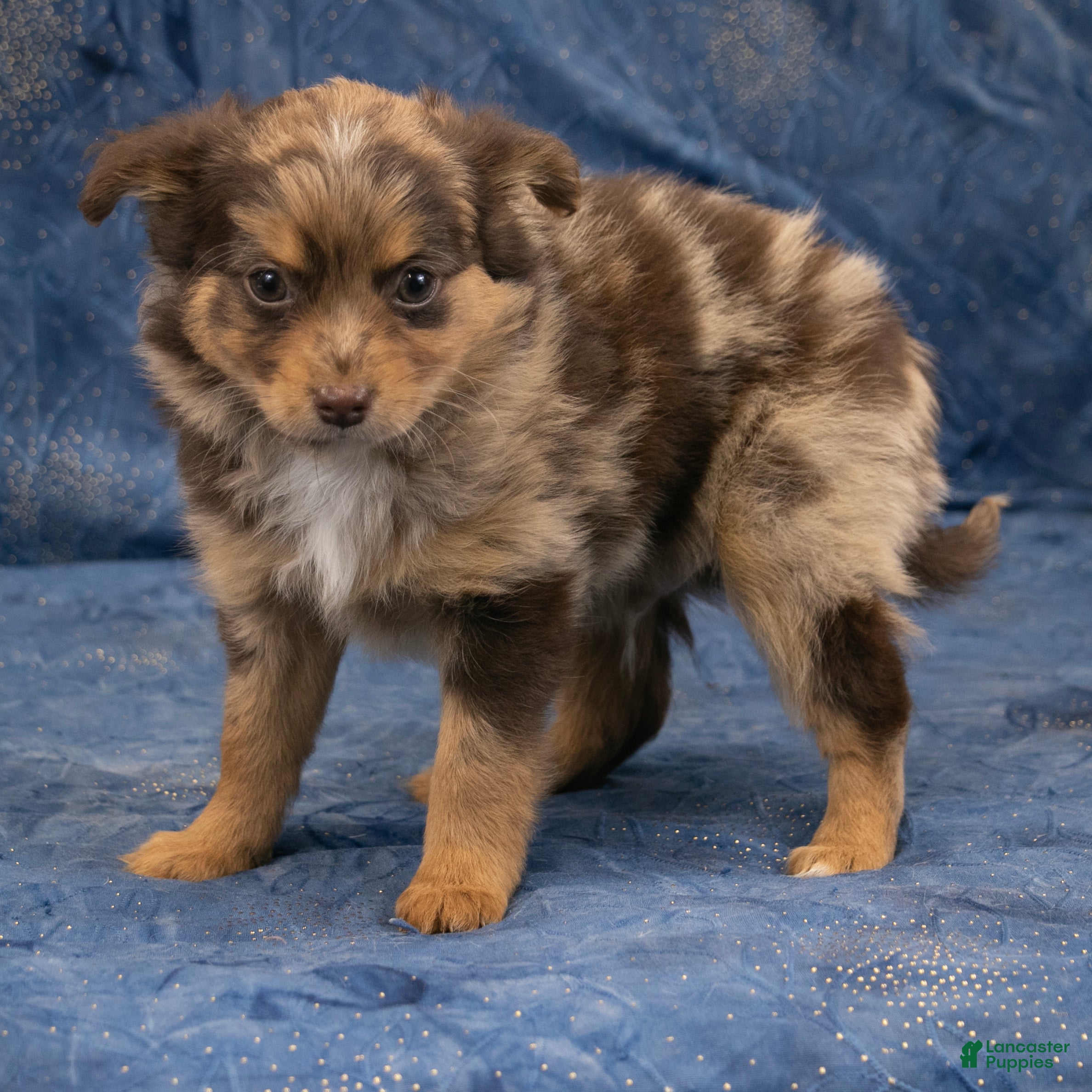 Chihuahua dogs Hudson - Ad 1
