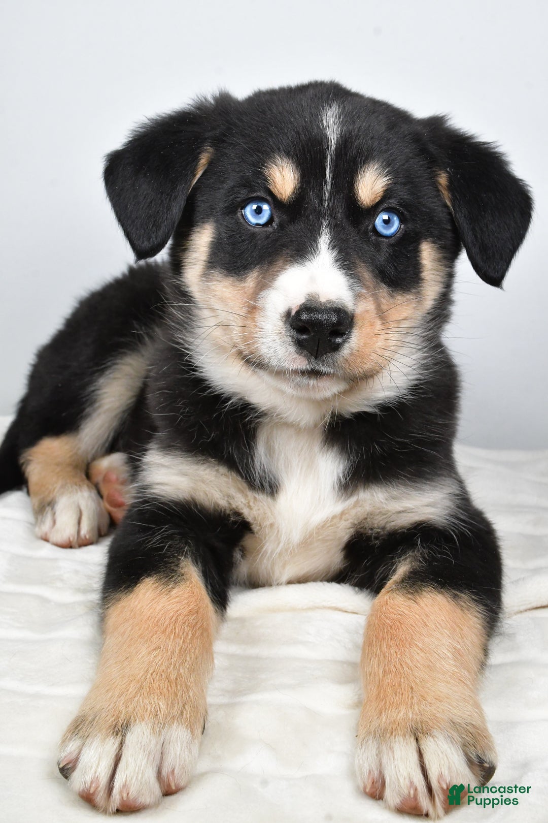 Mixed Breed dogs for sale: Bo - Ad 2