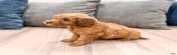 Mini Goldendoodle dogs for sale: Max - Ad 4