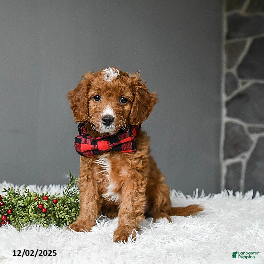 Mixed Breed dogs Mocha - Ad 6