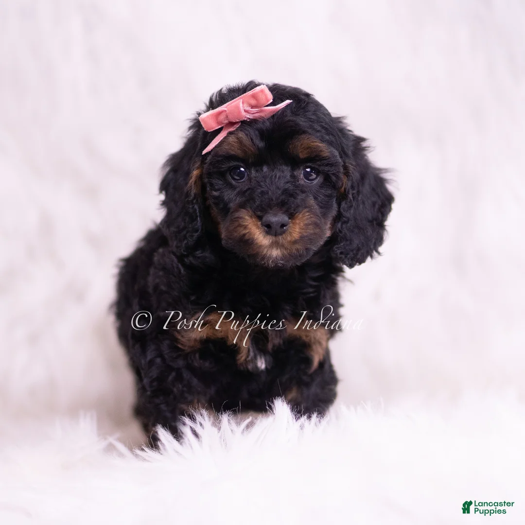 Toy Poodle dogs for sale: Sally - Ad 5