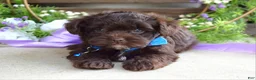 Yorkiepoo dogs for sale: Kayden - Ad 6