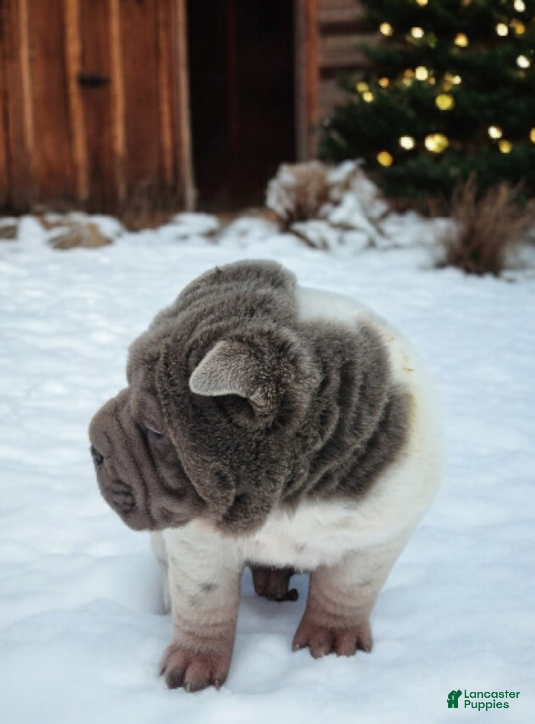 Shar Pei dogs for sale: Lilly lilac flower mini  - Ad 14