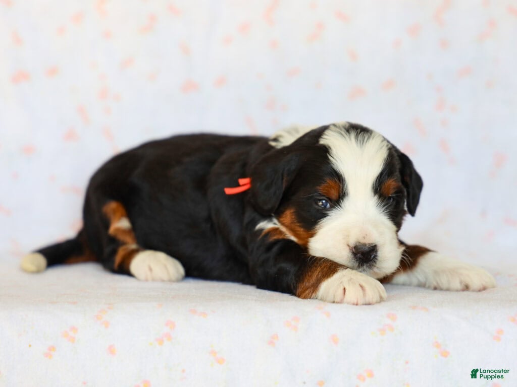 Mini Bernedoodle dogs Mitchel - Ad 8