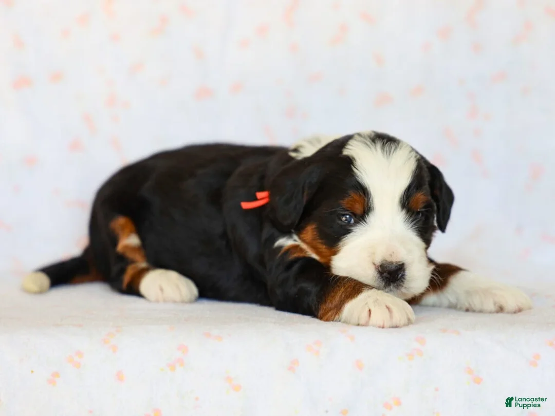 Mini Bernedoodle dogs for sale: Mitchel - Ad 1