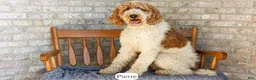 Goldendoodle dogs for sale: Honey - Ad 21