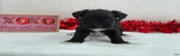 Miniature Schnauzer dogs for sale: Elsa Male 1 - Ad 3