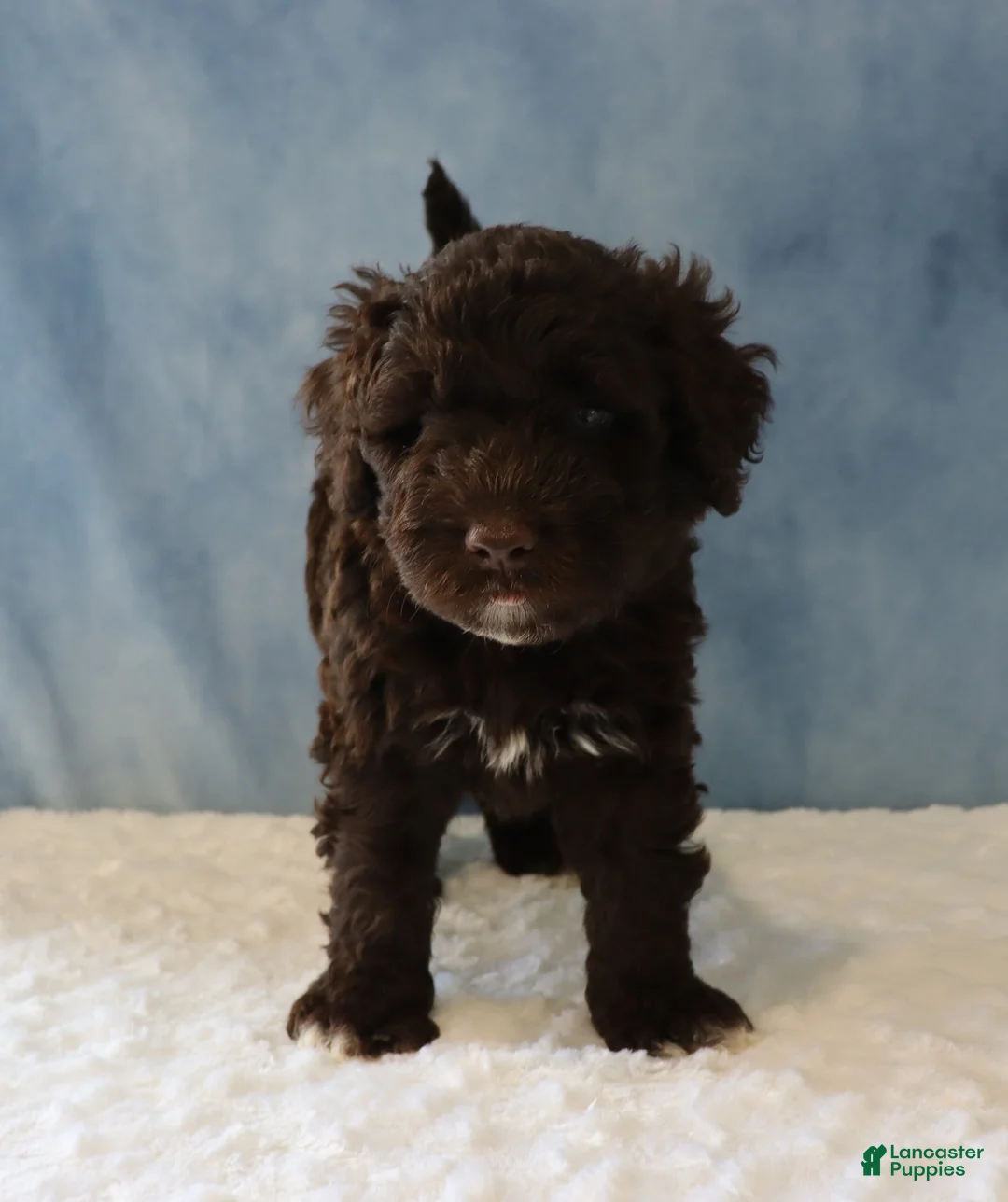 Portuguese Water Dog dogs for sale: Sean - Ad 4