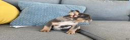 French Bulldog dogs for sale: Maggie - Ad 3