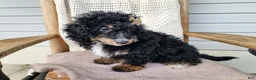 Mini Bernedoodle dogs for sale: Karly - Ad 12