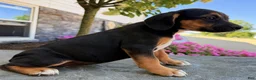Beabull dogs for sale: Tosha - Ad 4
