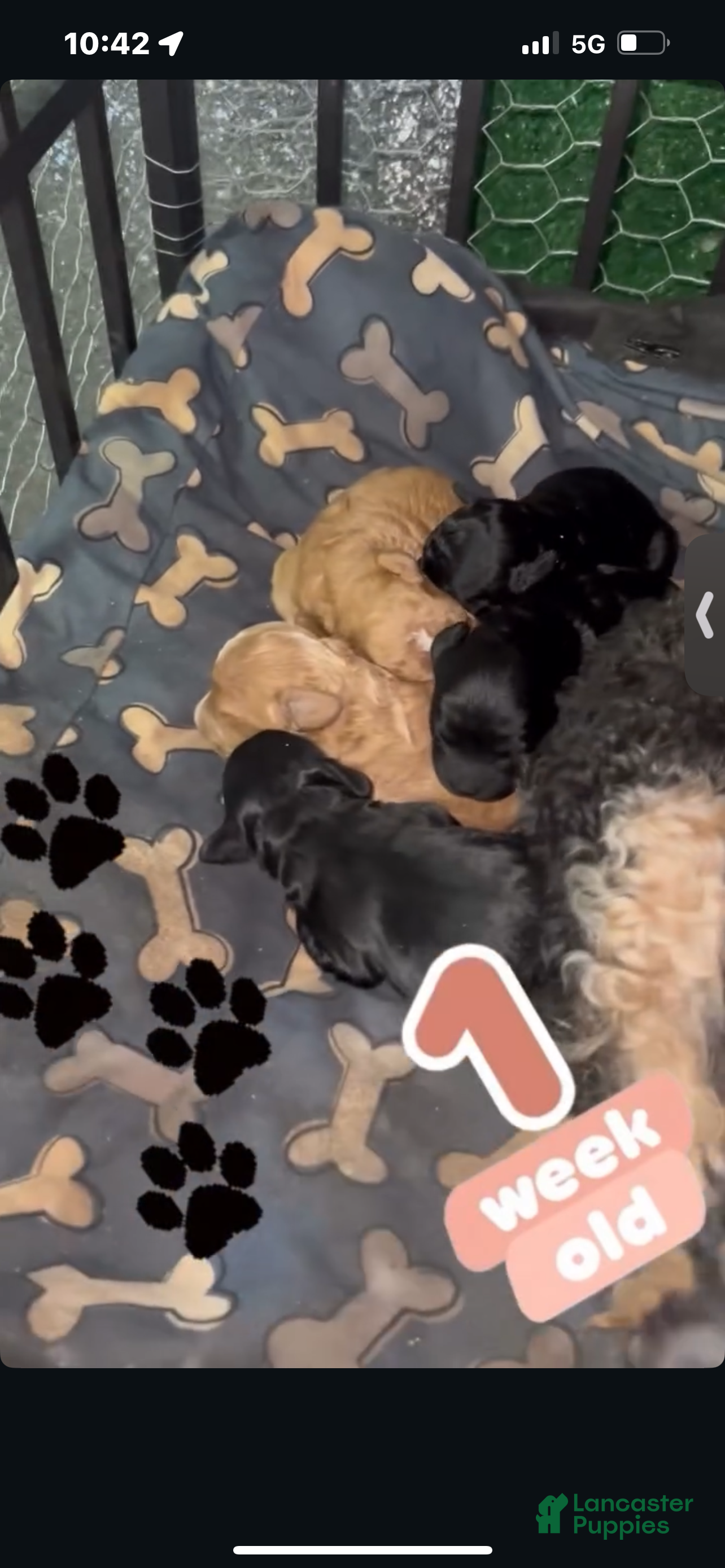 Cavapoo dogs Cavapoo Puppy 1 - Ad 16