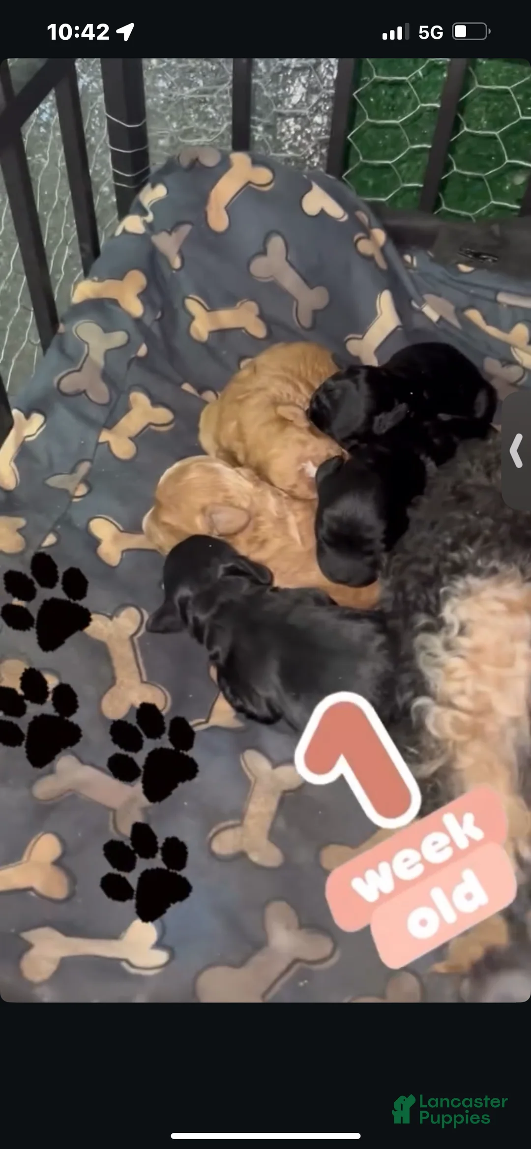 Cavapoo dogs for sale: Cavapoo Puppy 1 - Ad 1
