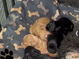 Cavapoo dogs Cavapoo Puppy 1 - Ad 16