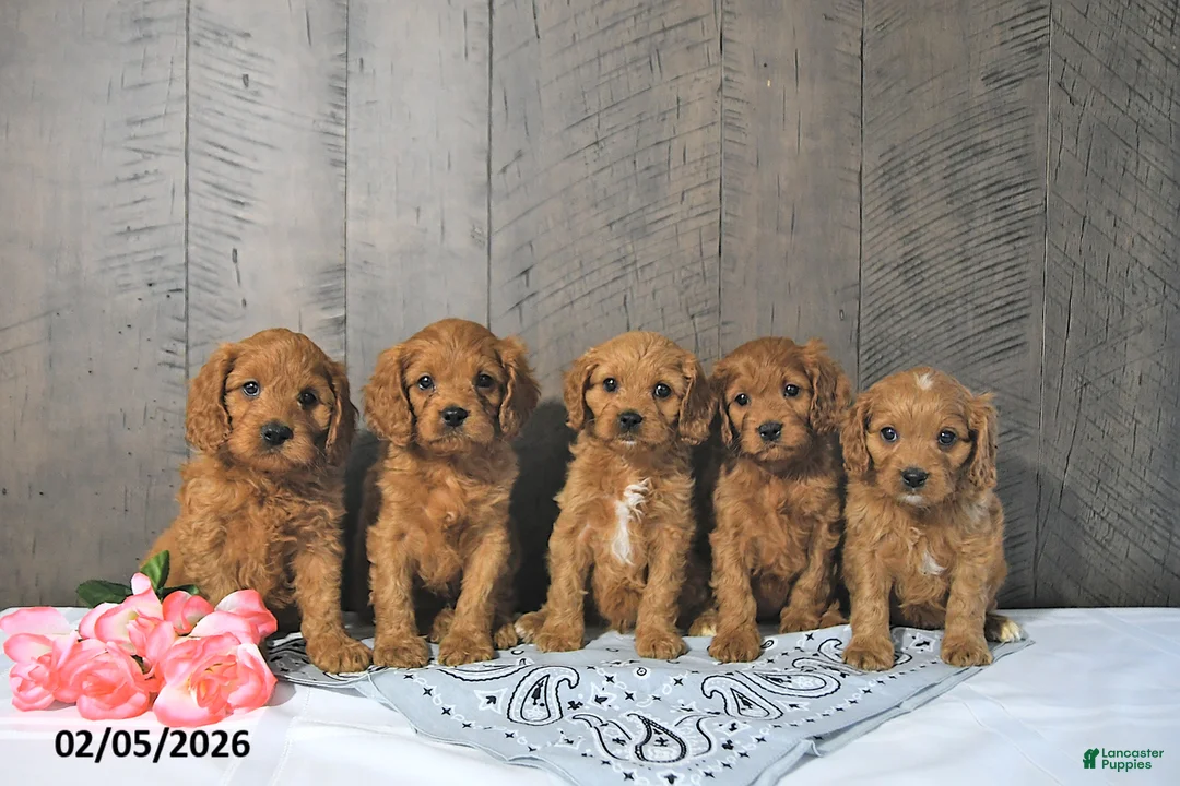 Cavapoo dogs for sale: Fae - Ad 3