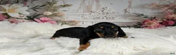Miniature Dachshund dogs for sale: AKC-Cooper - Ad 8