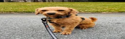 Miniature Labradoodle dogs for sale: Aiden - Ad 10