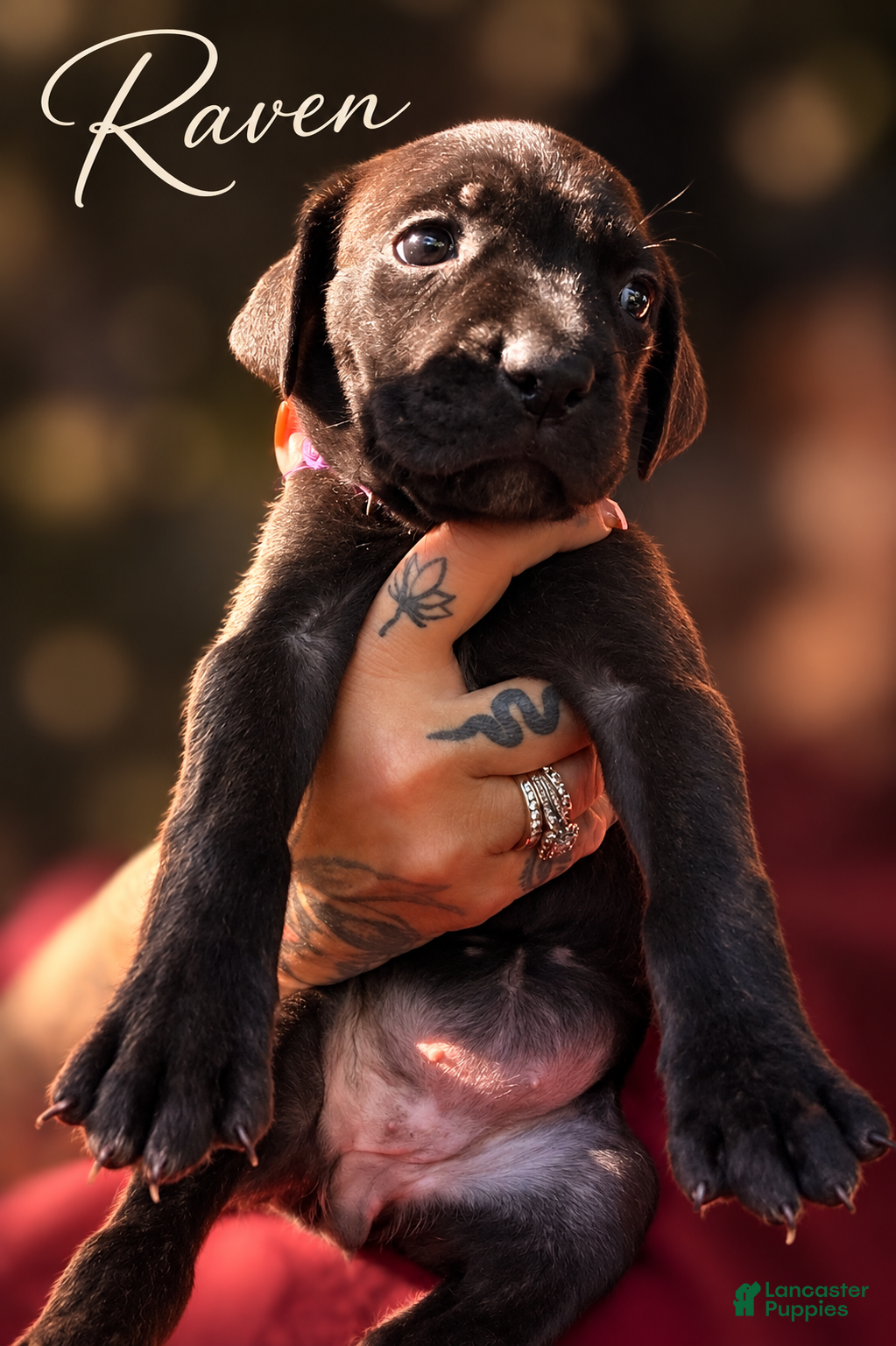 Cane Corso dogs Miss Raven - Ad 2