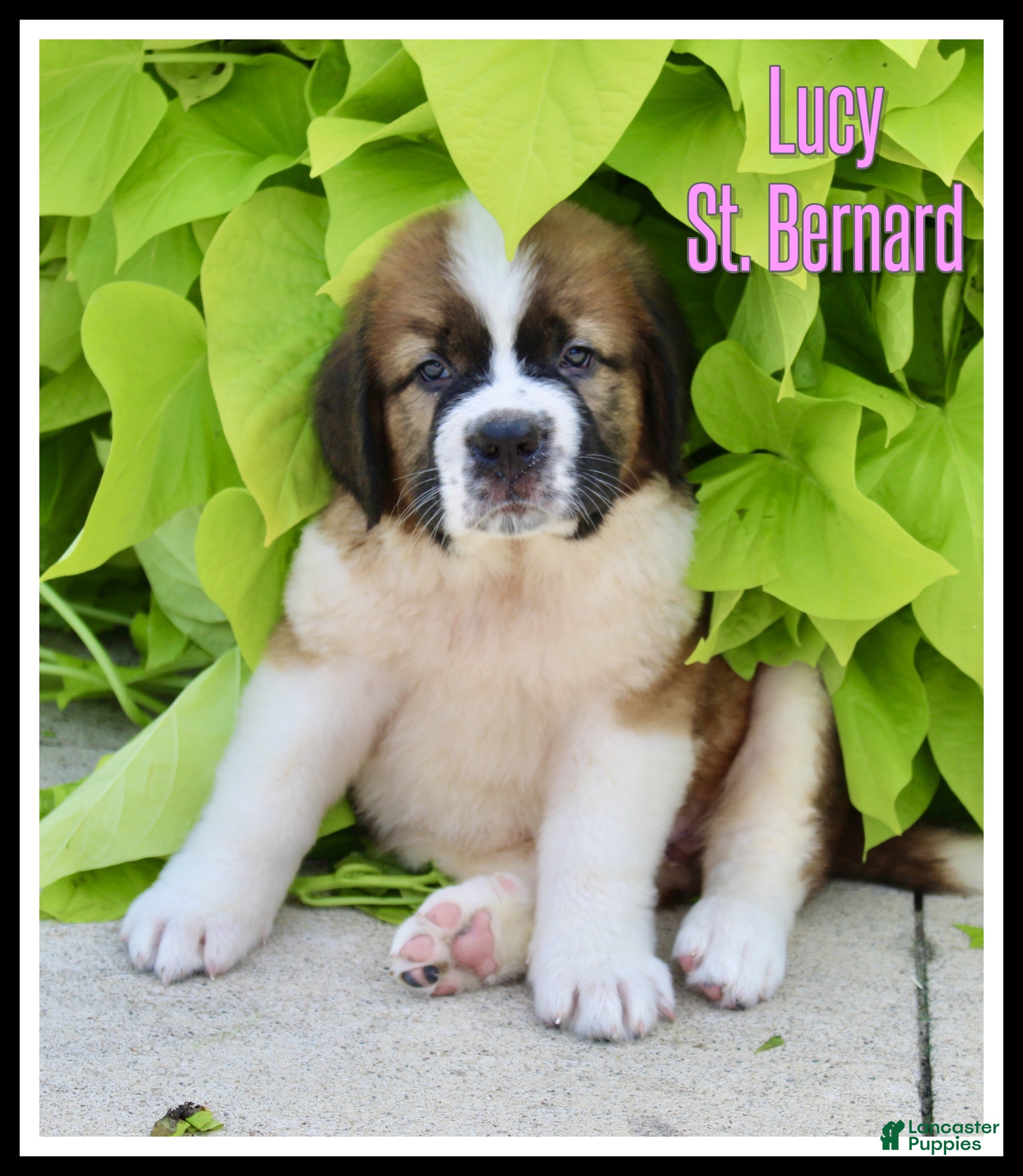 Saint Bernard dogs Lucy - Ad 1