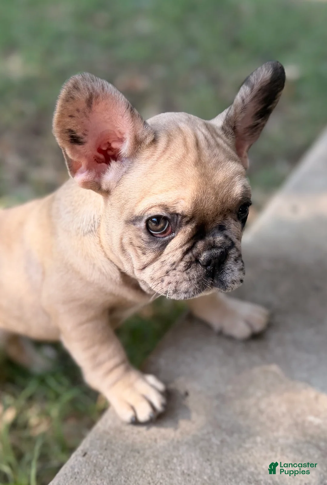 French Bulldog dogs for sale: Sophia - Ad 1