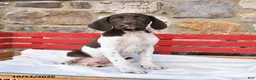 German Shorthaired Pointer dogs for sale: Pecan - Ad 3