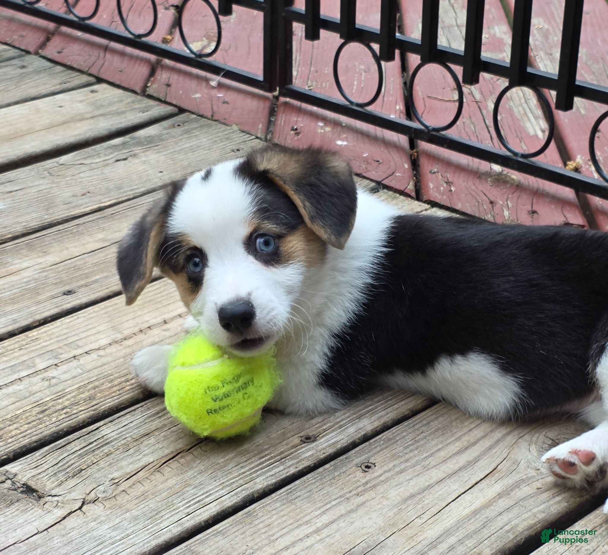 Welsh Corgi Pembroke dogs Welsh Corgi Pembroke 2 - Ad 1