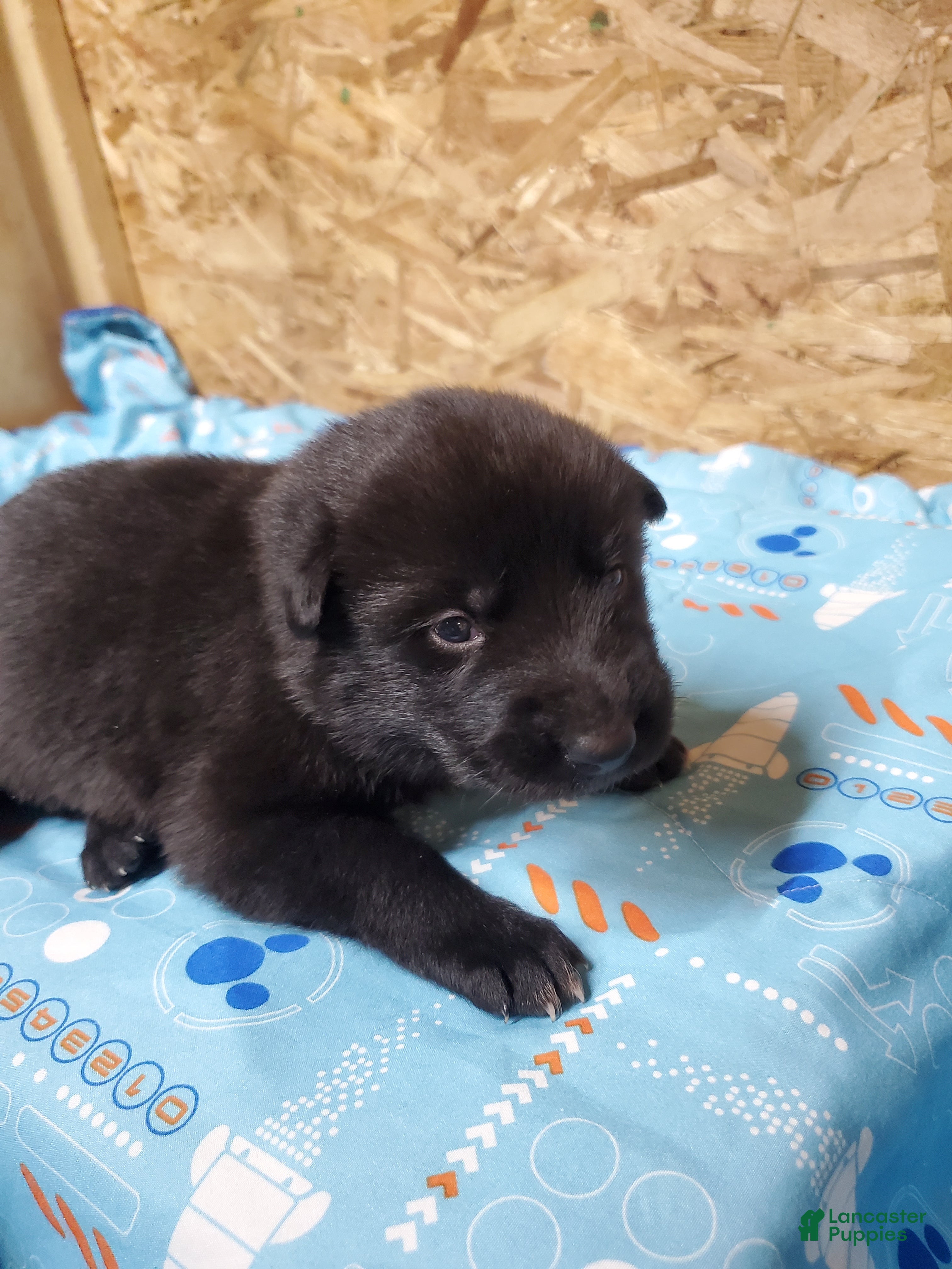 Mixed Breed dogs Freya - Ad 2