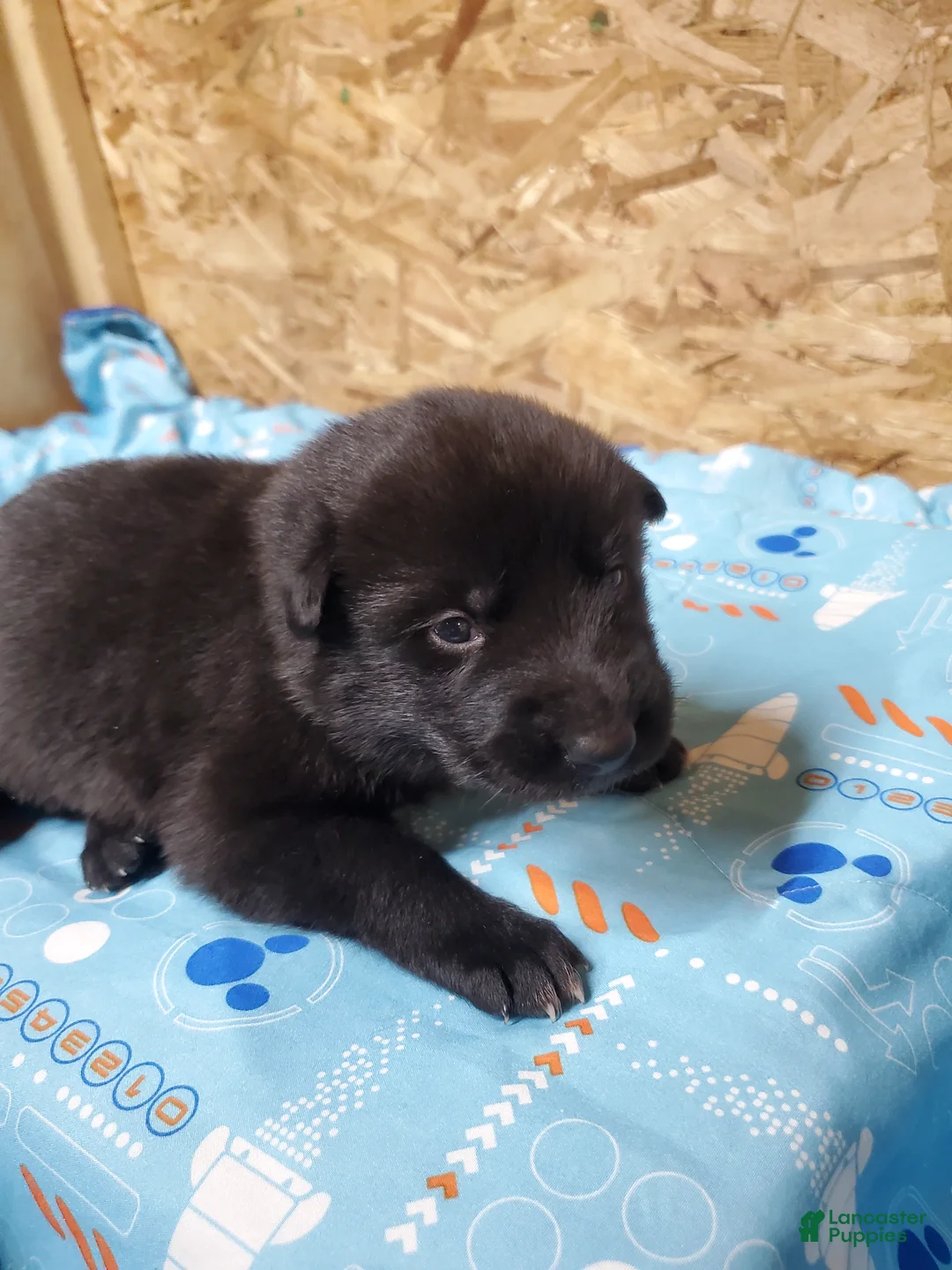 Mixed Breed dogs for sale: Freya - Ad 2