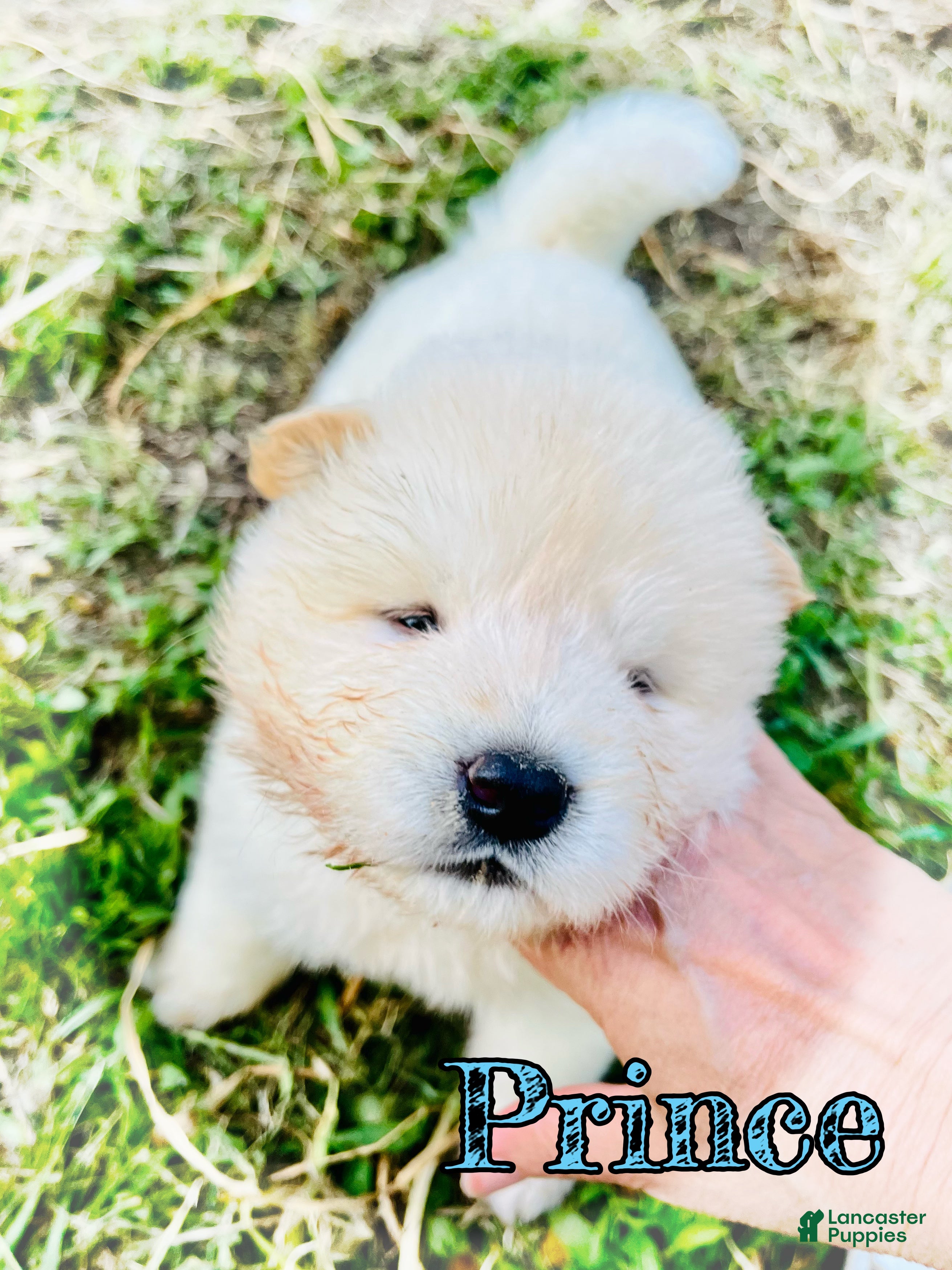 Akita dogs Prince - Ad 2