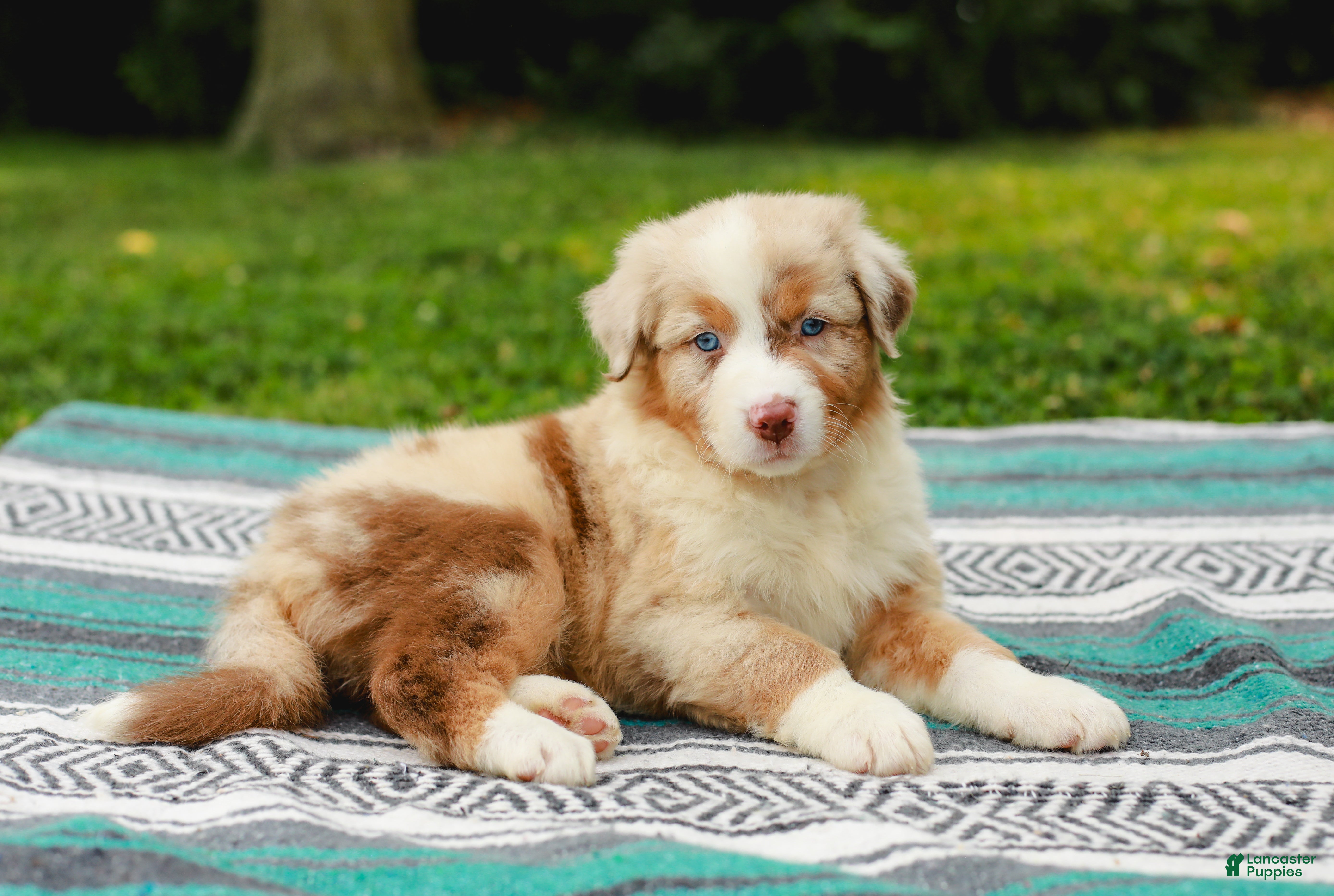 Australian Shepherd dogs Cassie - Ad 2