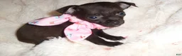 Chihuahua dogs for sale: Chihuahua 1 - Ad 2