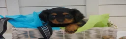 Cavalier King Charles Spaniel dogs for sale: Cavalier King Charles Spaniel 1 - Ad 4